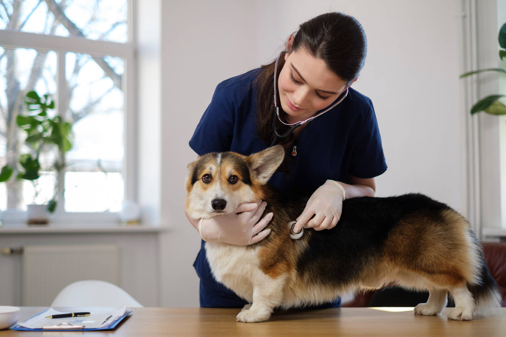 Noah's Brandywine Animal Hospital
