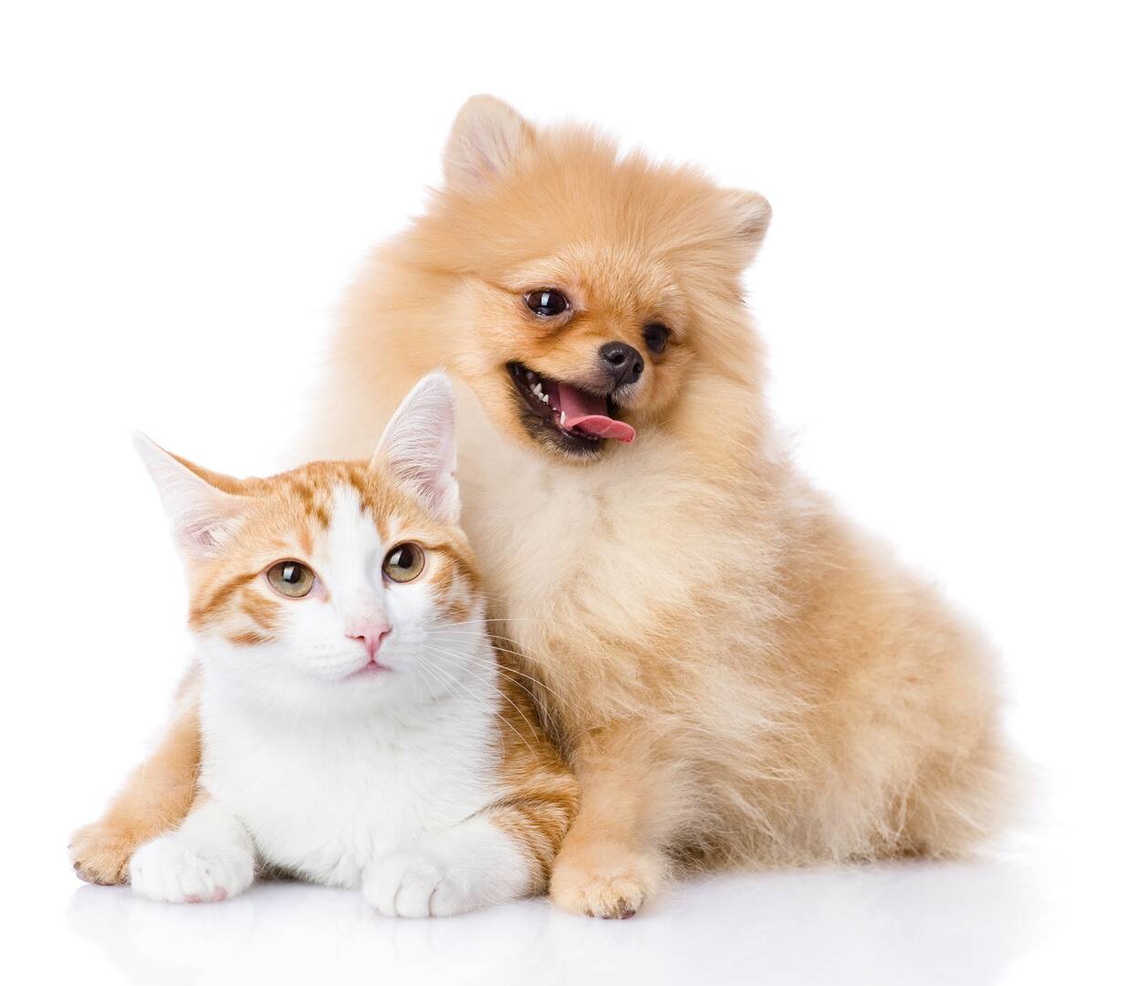 Franklin Veterinary Associates